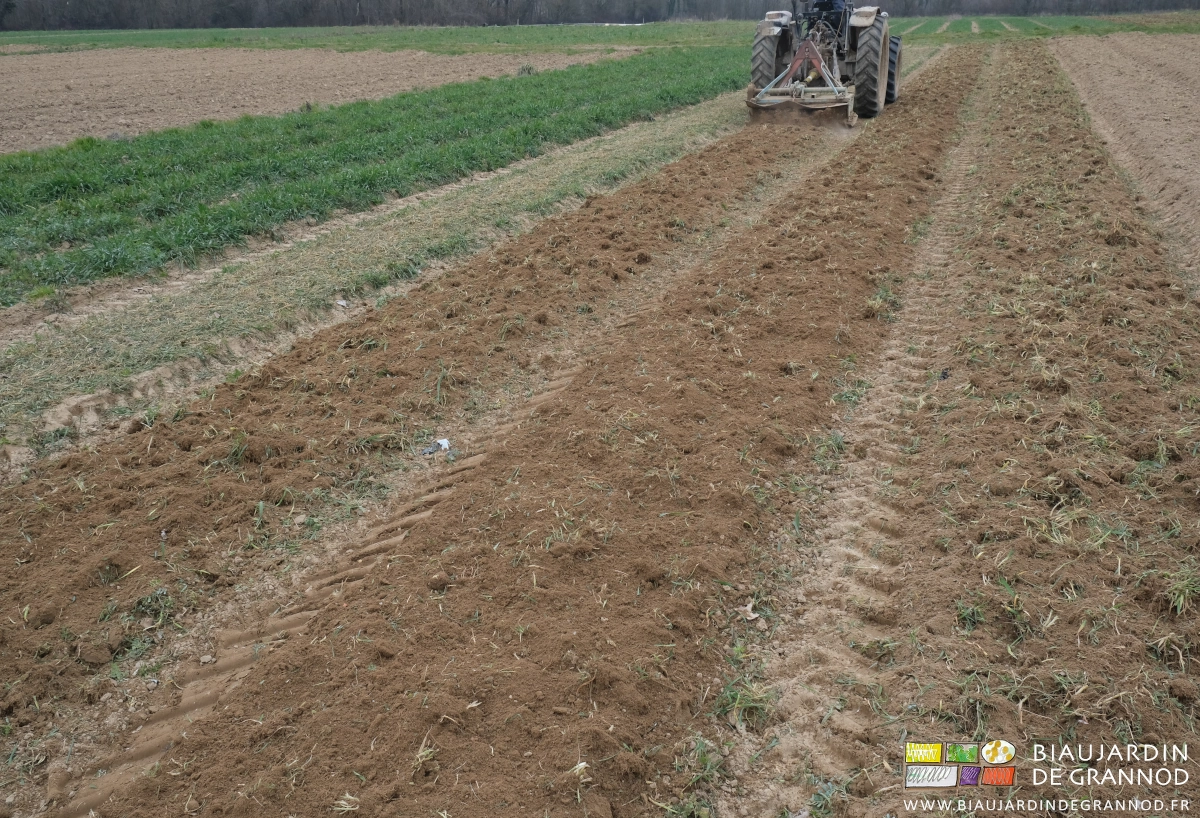 photo de déchaumage d'engrais vert hiverné qui laisse une terre très meuble