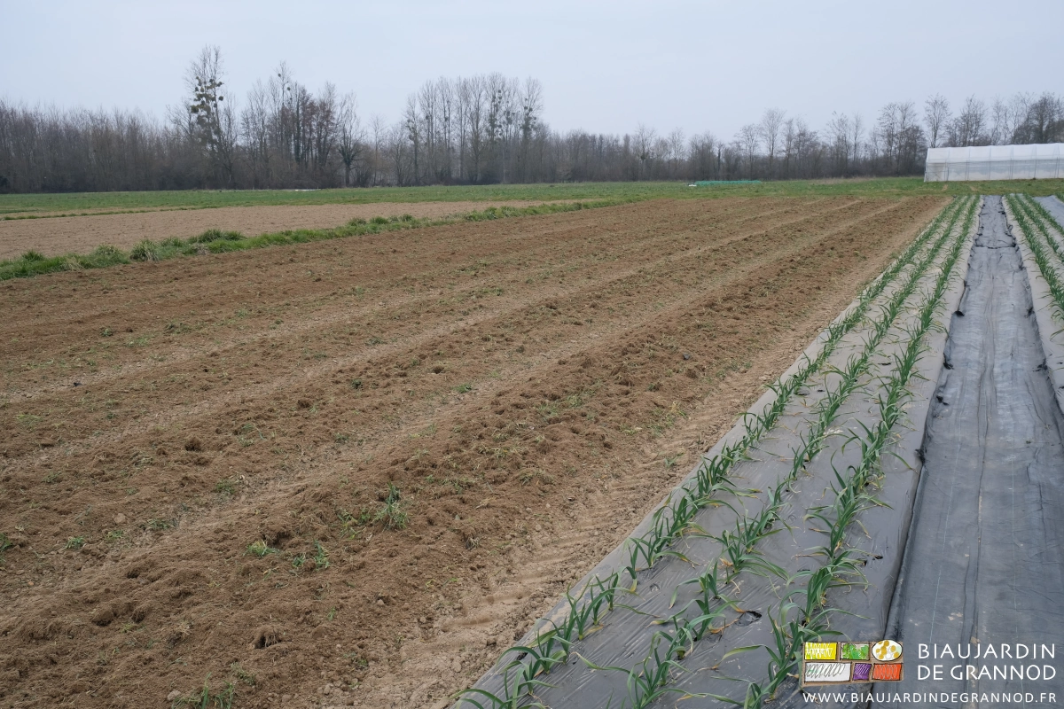 photo du carré de liliacée en partie planté en ail, en partie en cours de déchaumage d'engrais vert