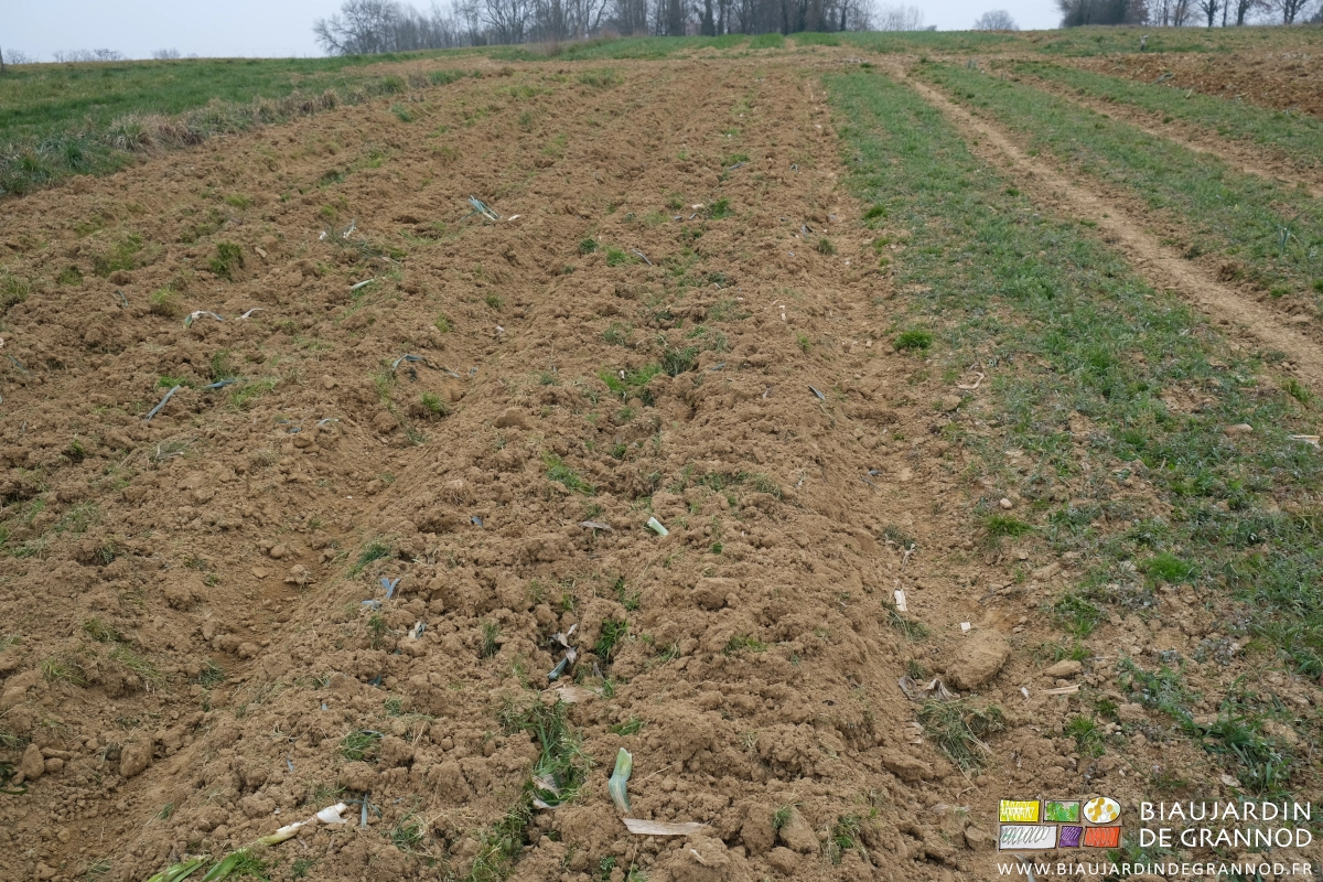 photo d'une planche fissurée et très grossièrement ameublie par réglage profond des dents du cultibutte