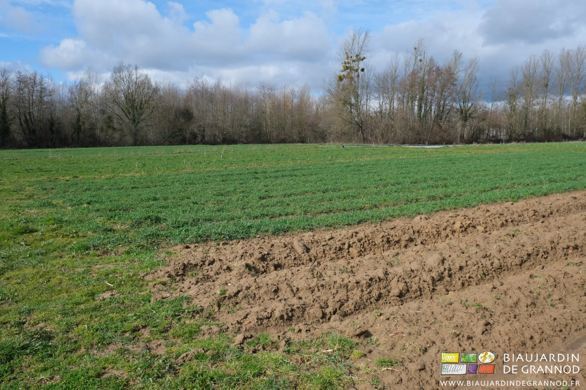 photo de planches buttées et d'autres à plat couvertes d'engrais vert en mélange