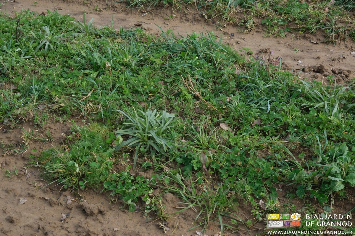 photo proche de la grande diversité du mélange d'engrais vert pluriannuel
