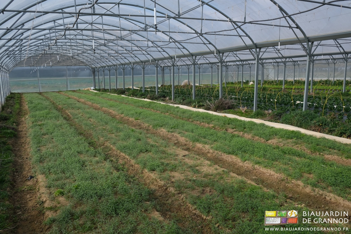 photo d'un tunnel couvert d'un jeune engrais vert de vesce