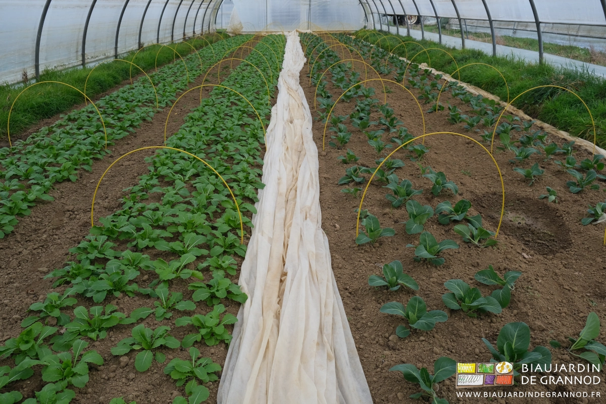 photo des mottes de navet violet et chou pointu fraîchement binés