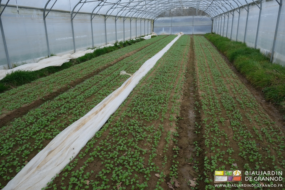 photo d'un tunnel de radis en début de végétation