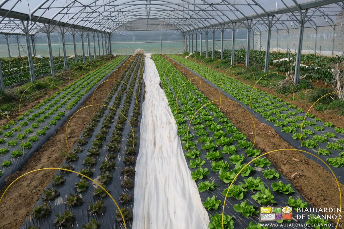 photo de planches de salade avec les arceaux chenille prêts à supporter un voile thermique