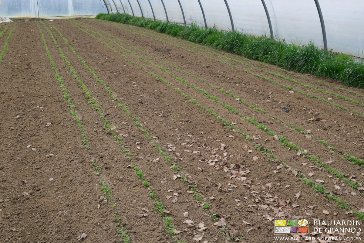 photo des planches de jeune carotte en début de développement