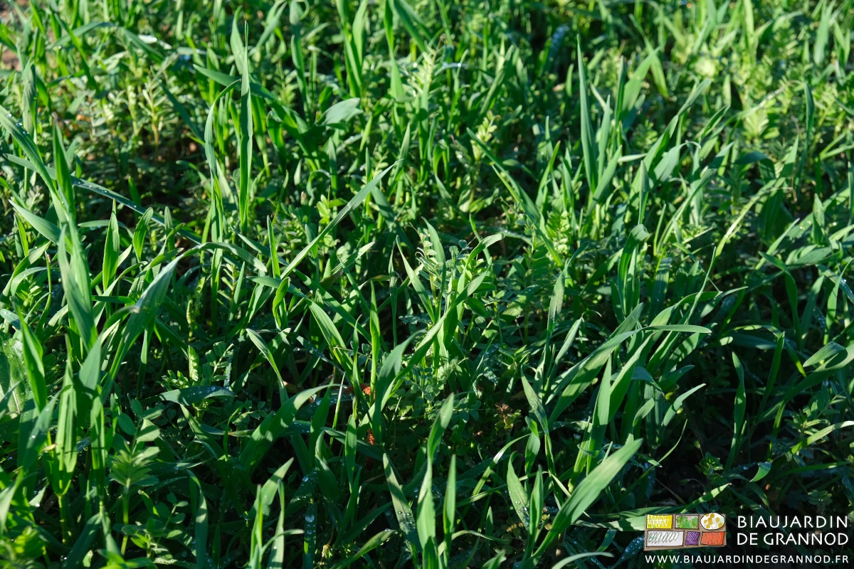 photo ensoleillée d'un mélange seigle vesce engrais vert