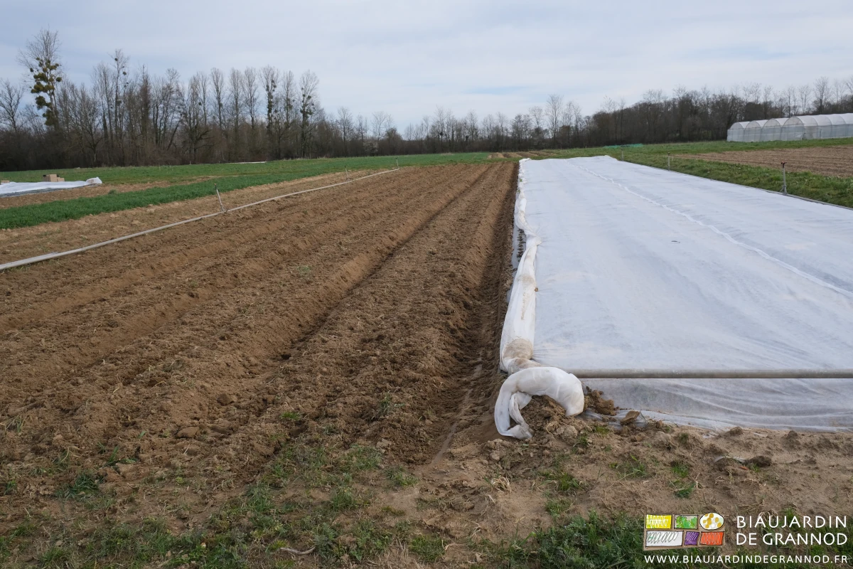 photo de planches repiquées et protégées par voile thermique près d’autres travaillées il y a peu