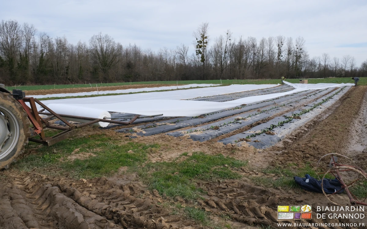photo des biaux jardiniers en train de fixer un voile thermique