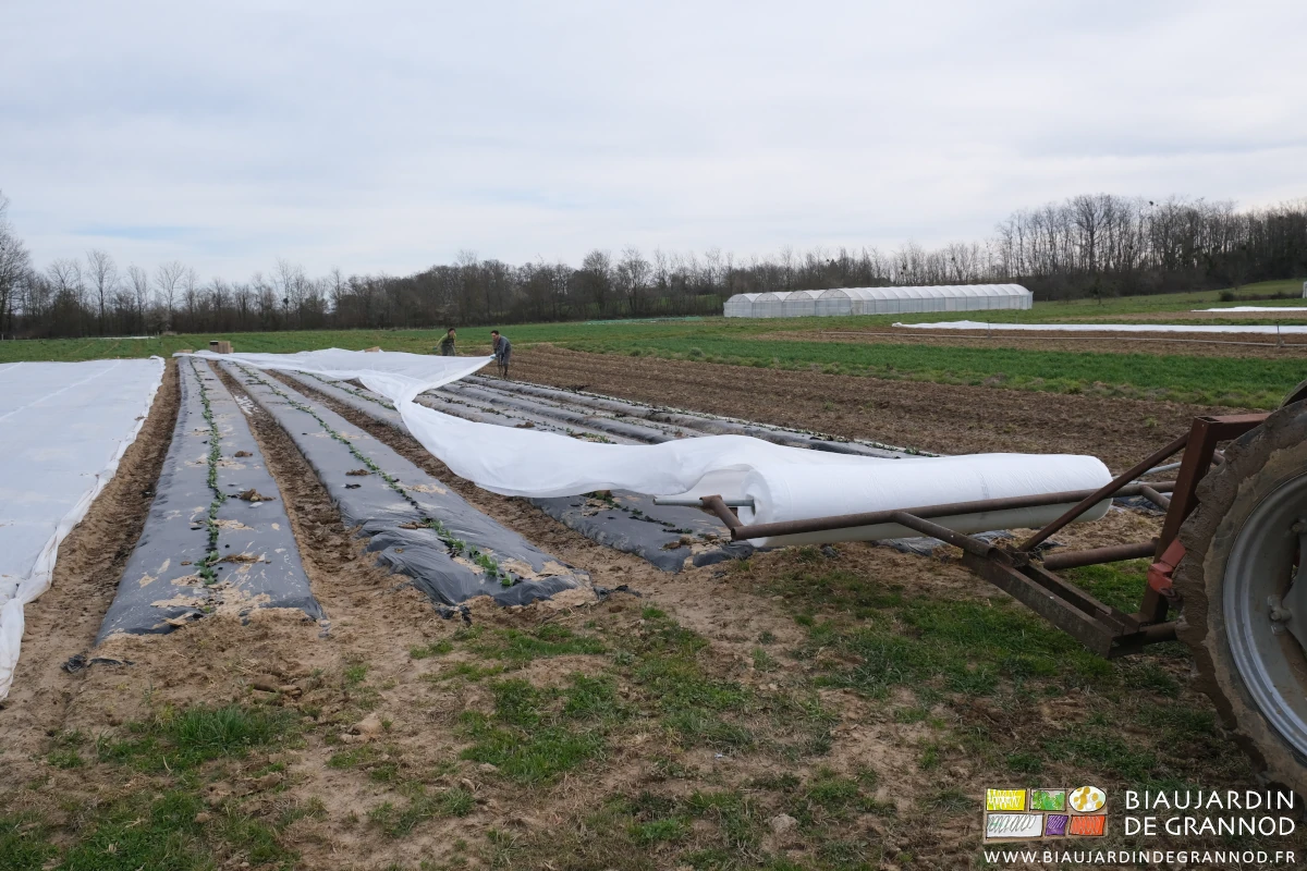 photo du voile qui s'envole et s'enroule maîtrisé à 2 sous le vent