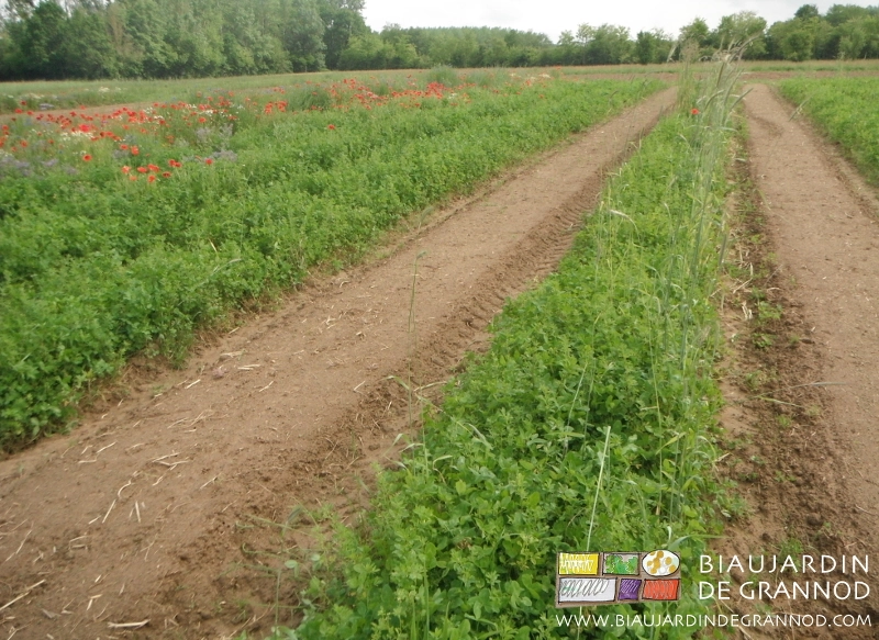 Photo de planches préparées intercalées entre planches en engrais vert : souplesse possible