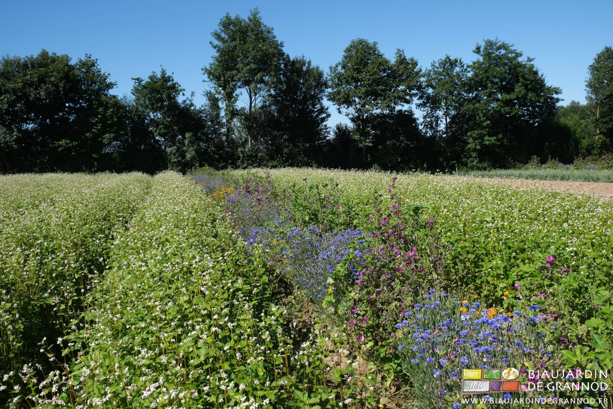 photo d'une bande fleurie de mauve et bleuet entourée d'engrais vert sarrasin en fleurs blanches
