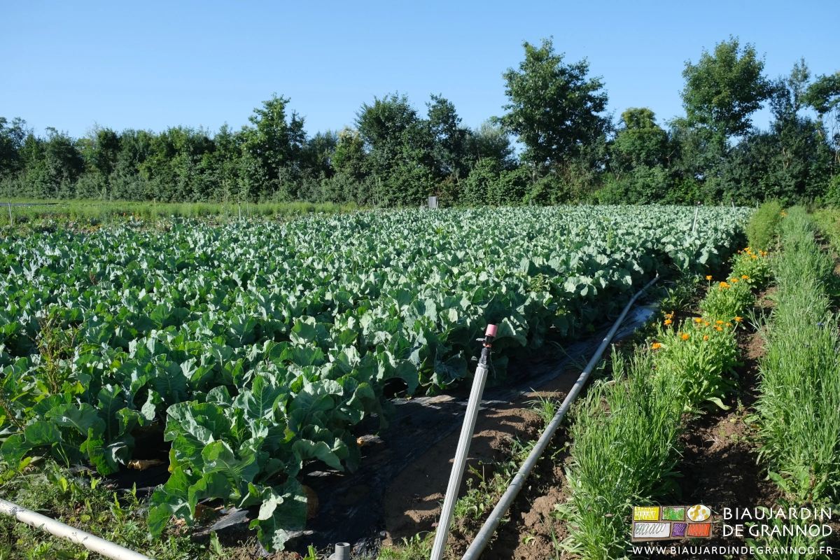 photo d'un carré de chou fleur longé d'une bande fleurie de souci, bleuet, mauve