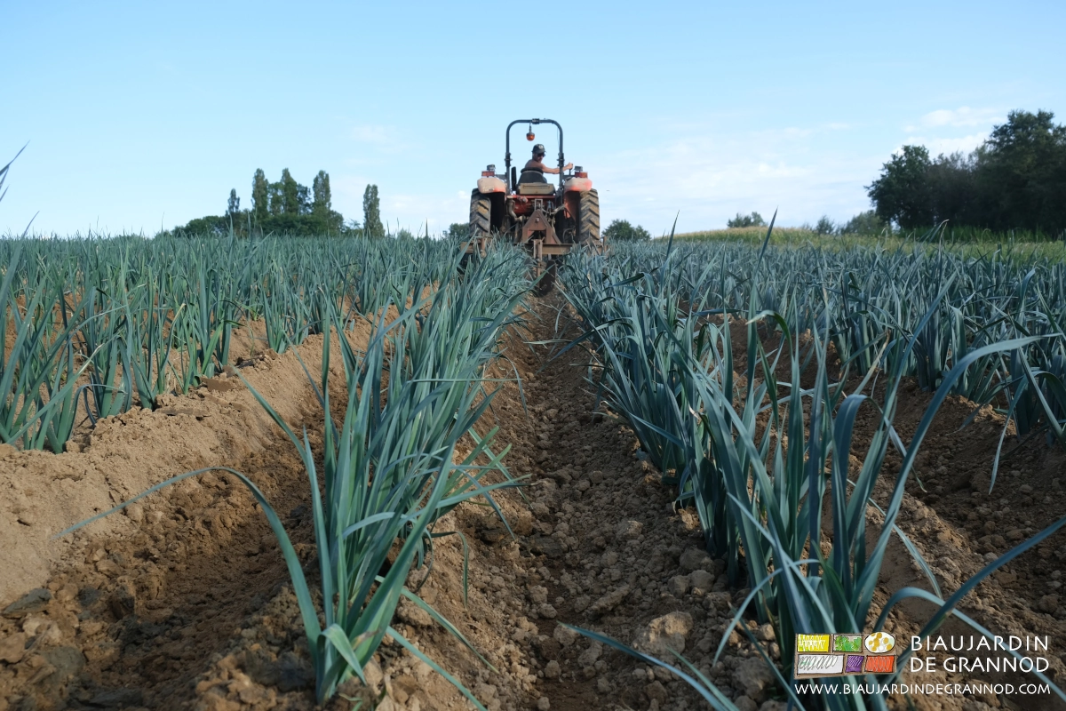 photo du carré de poireau en cours d’auto-buttage