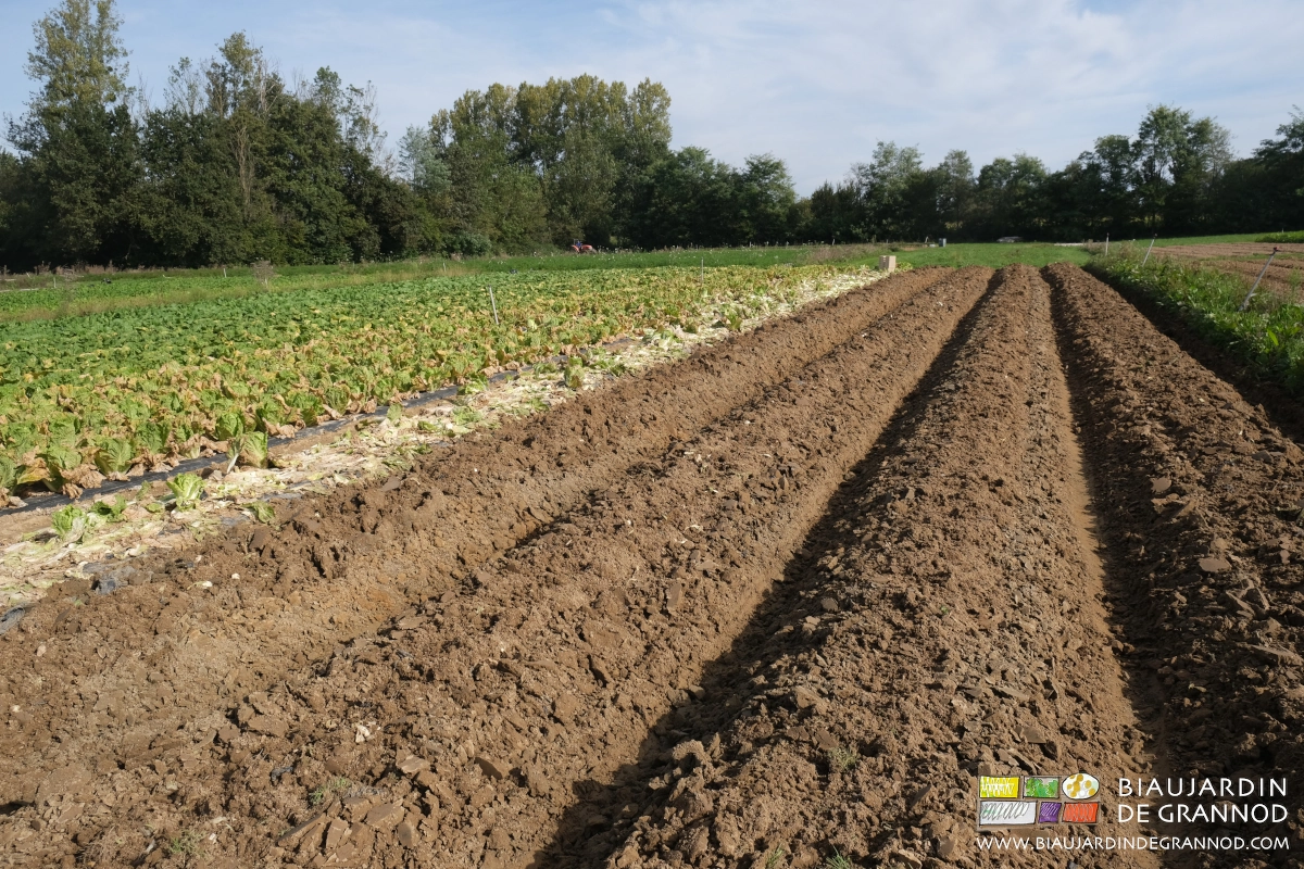 photo du travail sur quelques planches entourées d’autres en culture