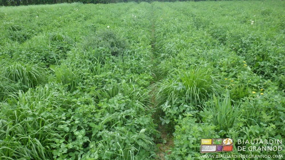 photo d'engrais vert pluriannuel diversifié à base de luzerne, trèfle, fétuque,