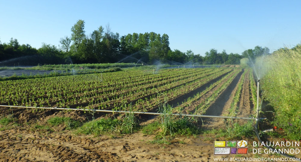 photo de l'arrosage en cours d'un carré de céleri