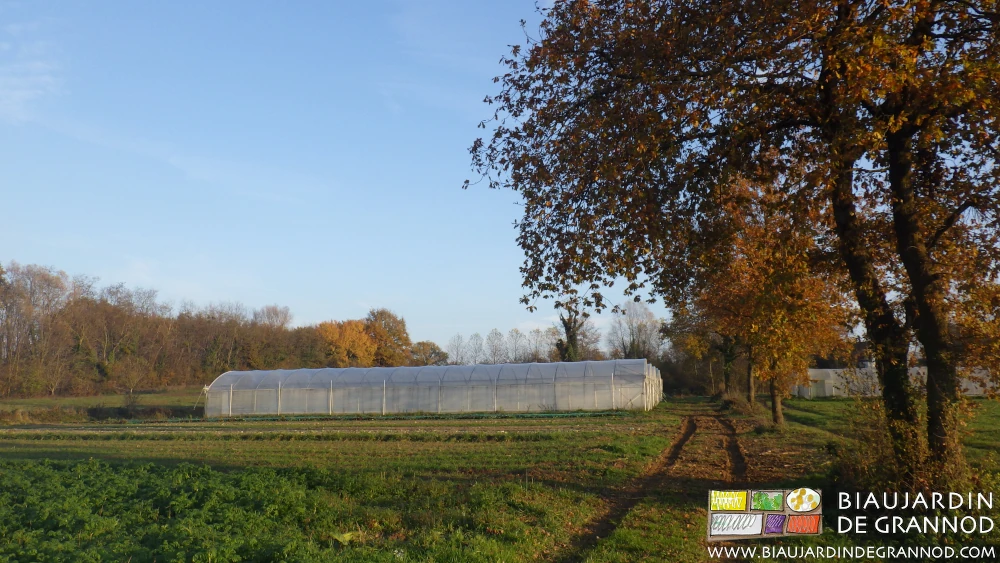 Photo de chênes isolés maintenus à coté des carrés de légumes ou des tunnels.