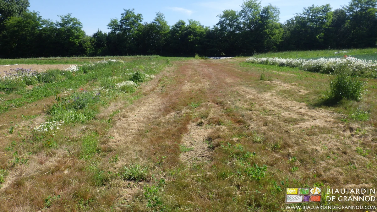 photo d'une partie basse et humide laissée en végétation estivale pour les auxiliaires