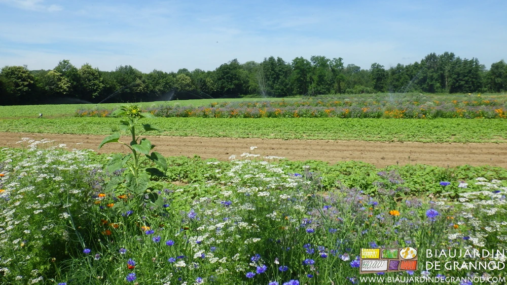 photo du jardin montrant sa diversité : légumes, bandes fleuries, haie bocagère, engrais vert, etc