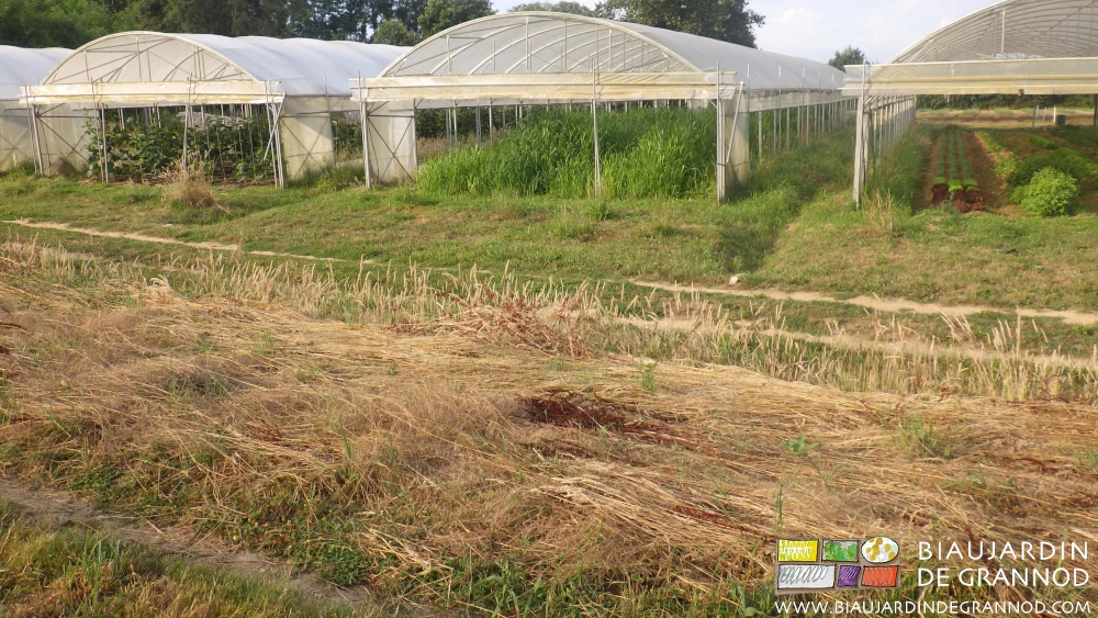 Photo de végétaux très mûrs (tige creuse) fauchés laissés sur place pour l'abri des auxiliaires.