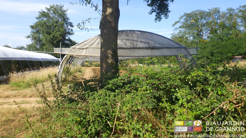 photo de ronce et ortie au pied d'un chêne très proche voisin de nos tunnels