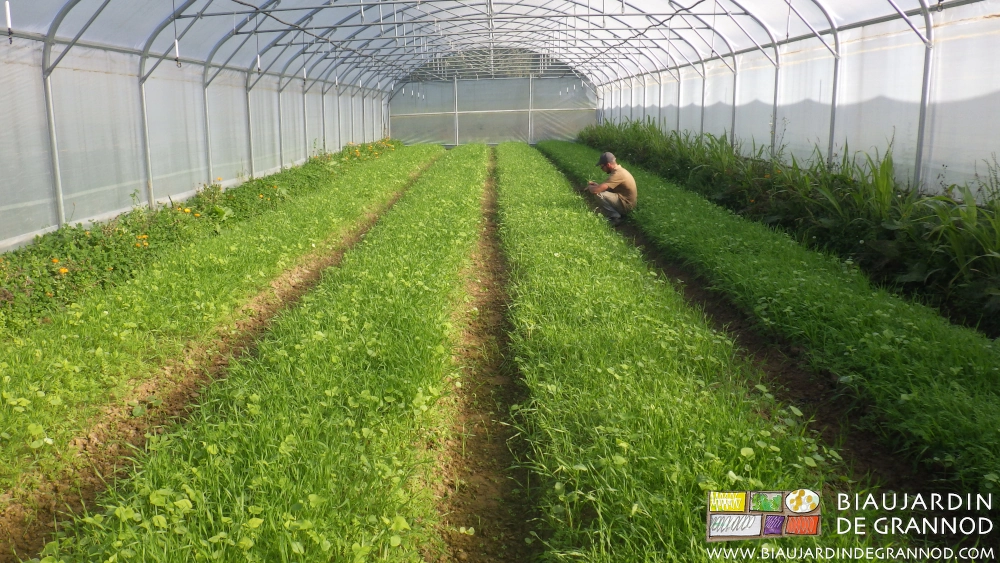 photo de Matthieu inspectant un engrais vert dérobé sur planche permanente sous tunnel
