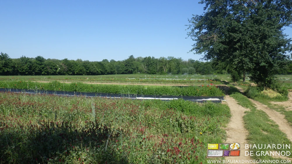 photo de l'allée large en bout de planche avec un chêne de haut jet