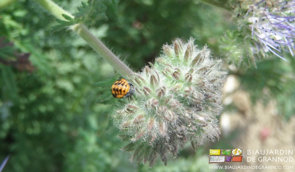 photo de larve de coccinelle en train de se nymphoser sur phacélie