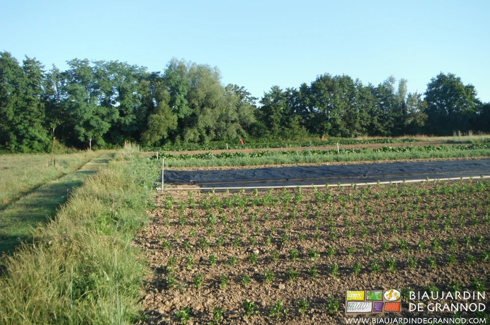 photo des bouts de planche en fleur longeant l'allée broyée