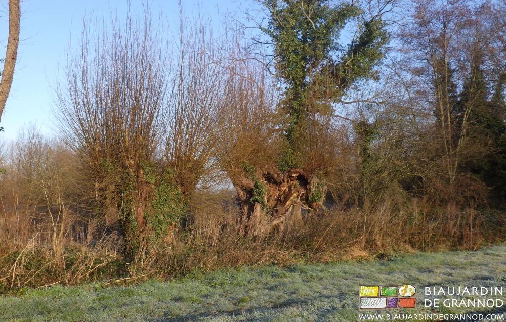 photo d'une haie avec au pied une belle largeur peu entretenue