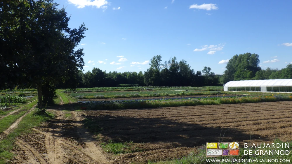 photo d'un bloc du jardin divisé en carrés par des bandes fleuries permanentes