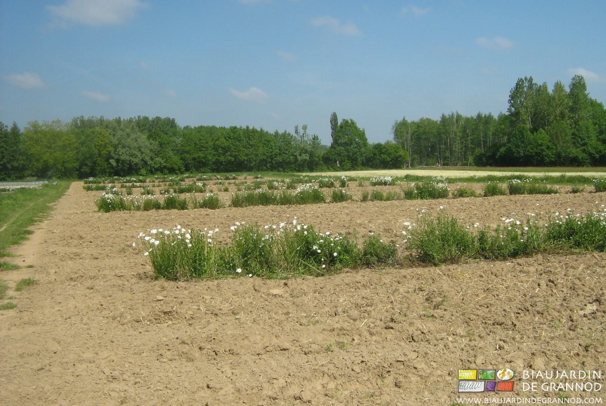 photo des carrés égaux séparés de leurs bandes fleuries vivaces marguerites etc...