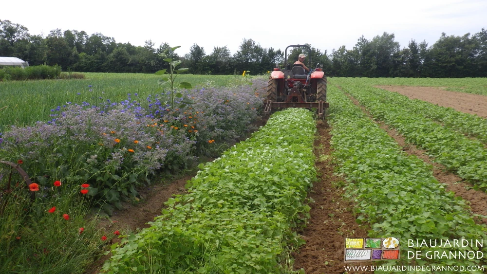 photo de binage des allées entre planches d'engrais vert de sarrasin