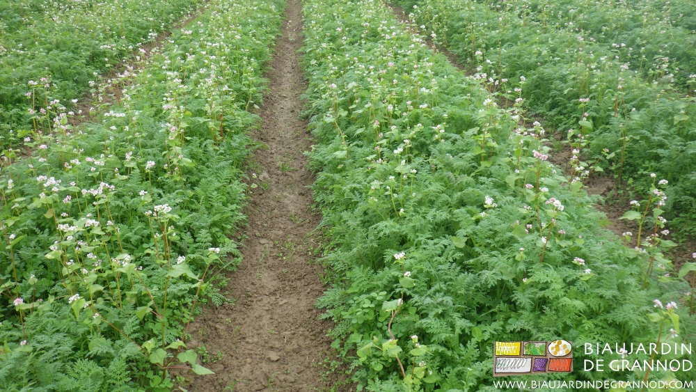 photo d'un engrais vert mélangé sarrasin phacélie en début de floraison