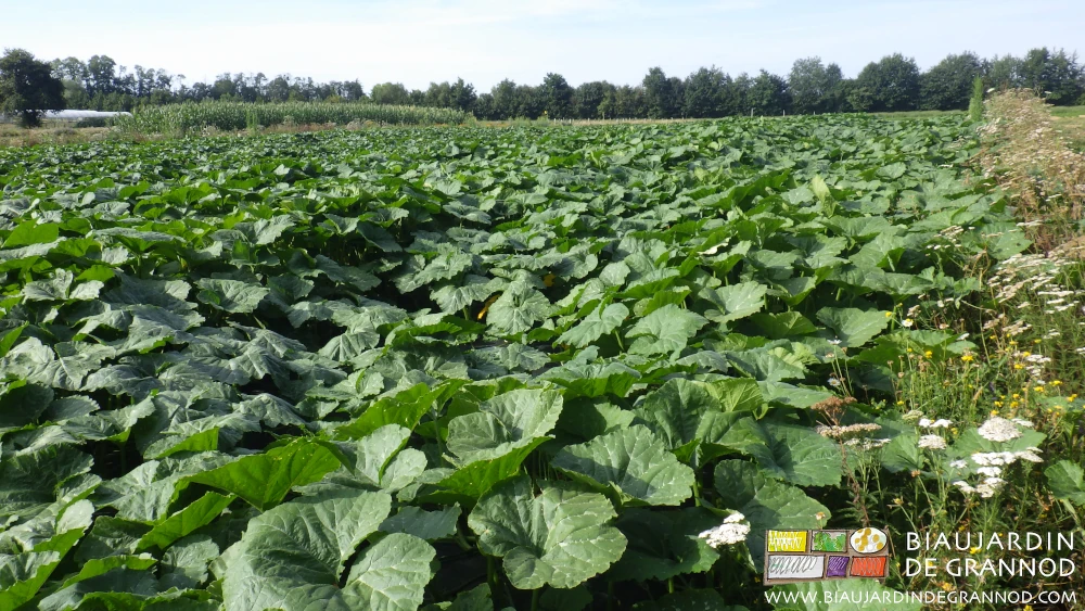 photo d'un carré de courge longé par ses bandes fleuries