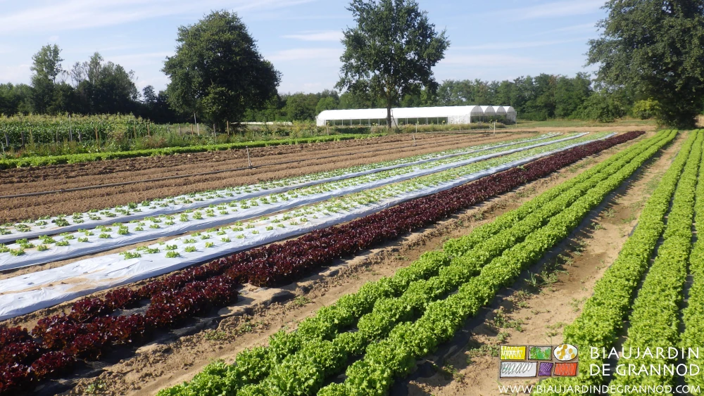 photo du carré de salade et ses planches échelonnées