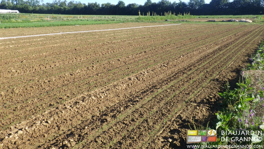 photo d'un carré de carotte en tout début de culture et récemment biné