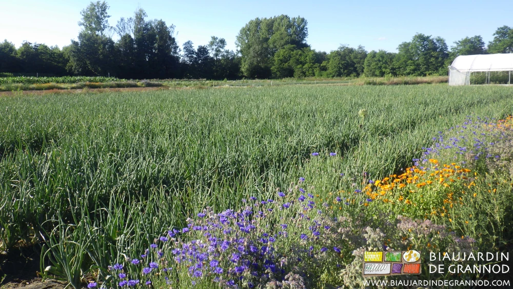 photo d'une bande fleurie diversifiée bordant un carré d'oignon