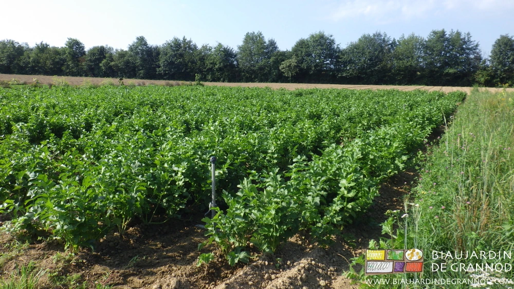 photo d'un carré de panais largement développé