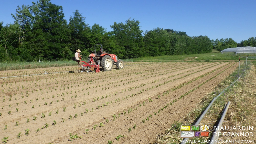 photo du binage mécanique de précision du carré de céleri