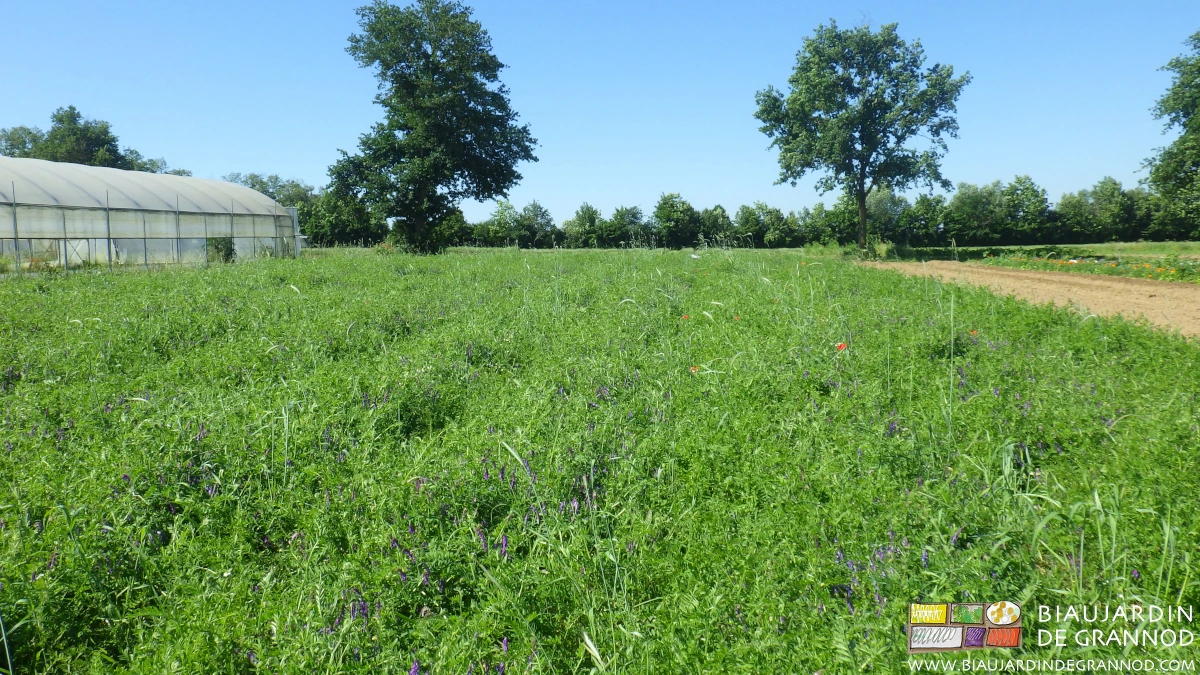 photo d'un carré de vesce hivernée très bien développée début floraison