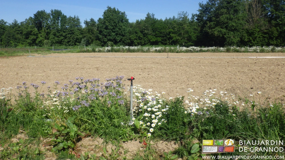 photo de carrés aux planches travaillées pour assimiler l'engrais vert