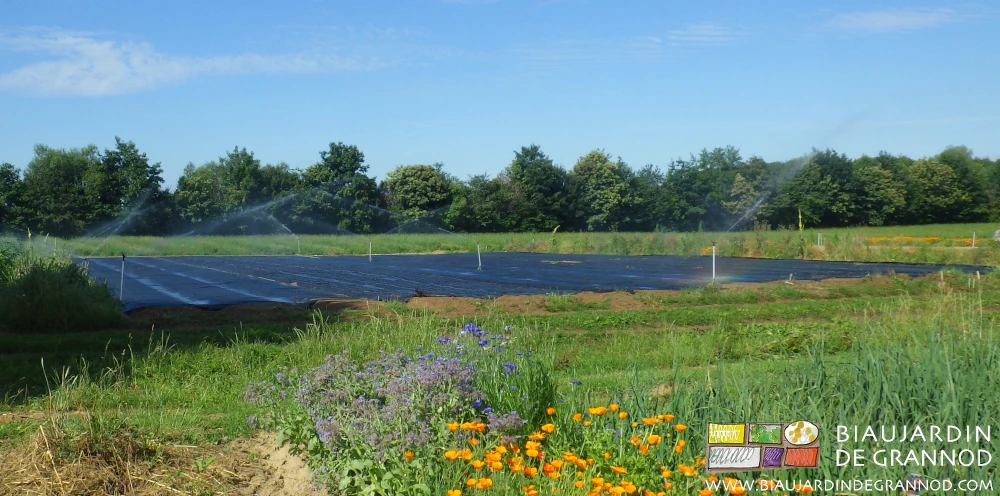 photo de l'arrosage en cours d'un carré en occultation 