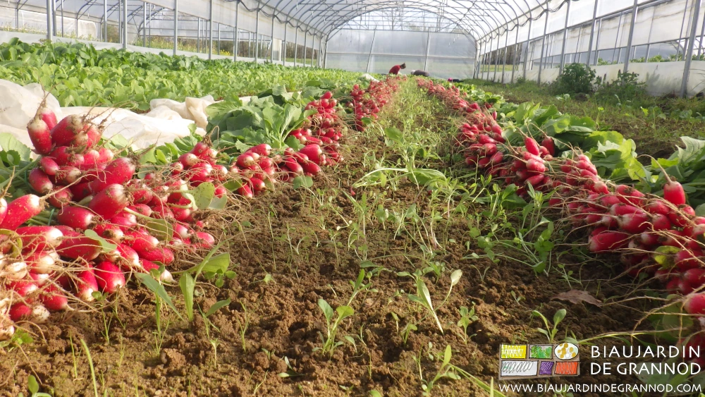 vue d'une planche de radis récoltée, les bottes alignées au sol