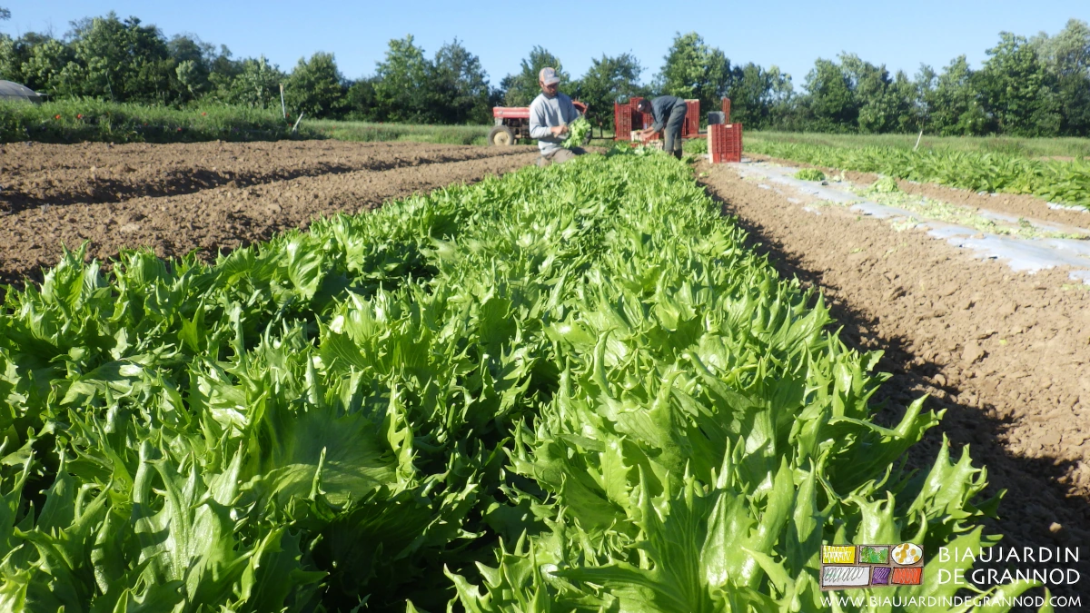 photo de Matthieu récoltant une planche de 3 rangs de salade