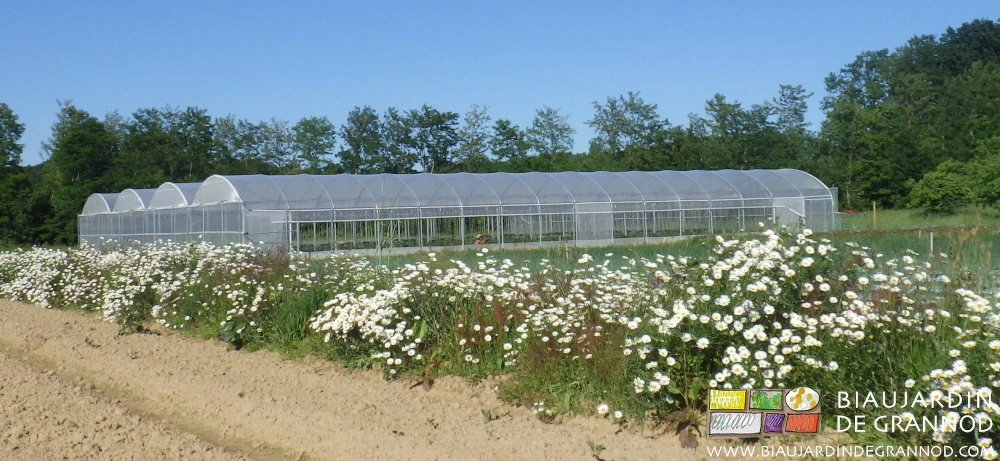 photo du quadri-tunnel, bande fleurie riche de marguerite au premier plan