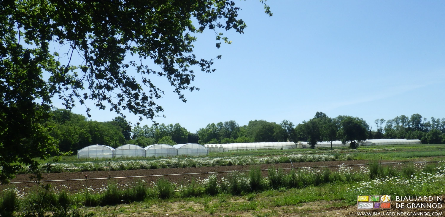 vue d'ensemble du jardin, légumes, bandes fleuries, tunnels, bocage, un chêne au premier plan