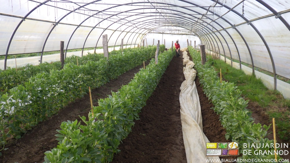 photo de buttage manuel de fève sous tunnel à bords courbes avec aération latérale