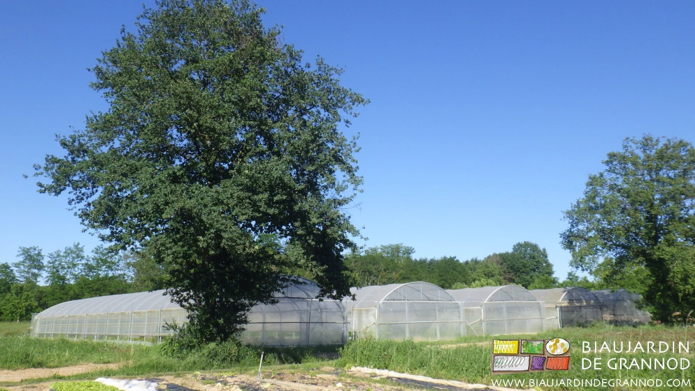 photo de mono tunnels à pied droit à côté de beaux chênes